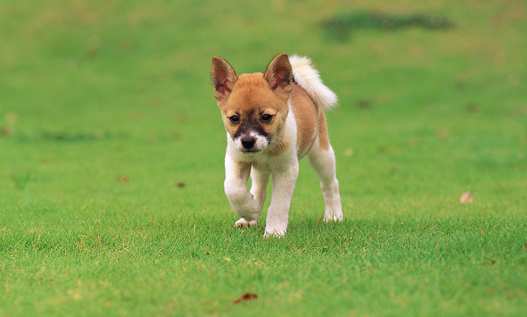 东营叮叮宠物商业计划书案例